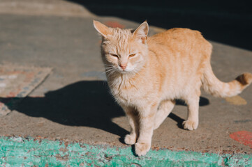 Obraz premium A beautiful, fluffy, graceful red-haired stray cat is walking down the street.
