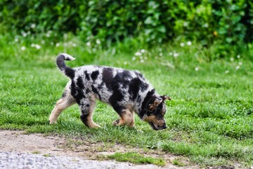 dog on grass, photo as a background , australian german shepard sheperd dog