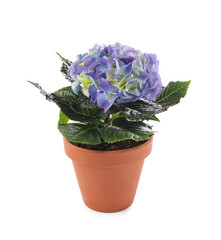 Beautiful blooming hydrangea flower in pot on white background
