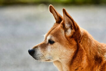 portrait of a dog, photo as a background , australian german shepard sheperd dog