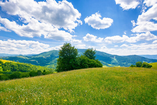 trees on the meadow in summer with herbs on the pasture. beautiful view in to the distant mountain landscape beneath a blue sky with fluffy clouds
