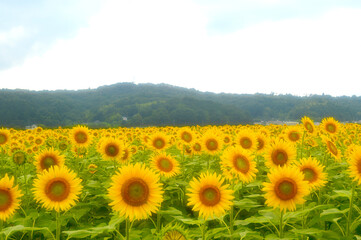 Fototapeta premium 向日葵