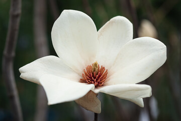 Beautiful blooming flower of magnolia tree on blurred background, closeup