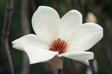 Fototapeta premium Beautiful blooming flower of magnolia tree on blurred background, closeup