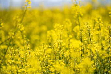 Obraz premium 菜の花
