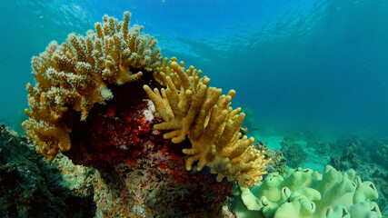 Naklejka na ściany i meble Sea coral reef. Underwater Tropical Sea Seascape. Tropical fish reef marine. Philippines.