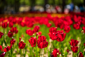 Obraz premium チューリップ