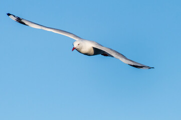 Seagull in flight in the afternoon light