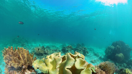 Fototapeta na wymiar Tropical coral reef. Scene reef. Marine life sea world. Underwater fish reef marine. Philippines.