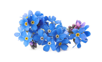 Obraz na płótnie Canvas Beautiful blue Forget-me-not flowers isolated on white