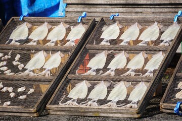 日光で干されるイカ