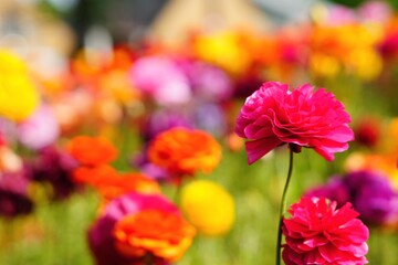 色とりどりのラナンキュラスの花