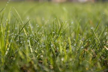 morning dew on the green grass