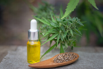 CBD hemp oil bottles distilled into oil Cannabis plant background Concept of medical marijuana in the treatment of disease. Healing herbs.