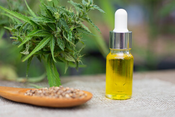 Glass bottle with hemp CBD oil, CBD seeds in a wooden spoon. Medicine extracted from hemp oil. Research for therapeutics, alternative medicine, natural herbs are used in the treatment of