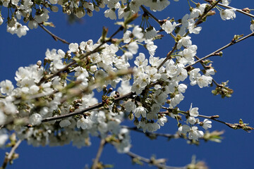 Kirschblüte