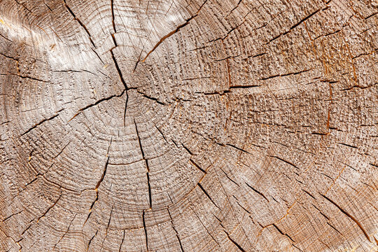 Holzmaserung