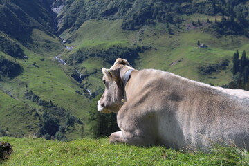 Fototapeta na wymiar Eine Kuh in den Alpen der Schweiz