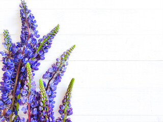 Blue lupins on white wood background. Free space for your product or text. Floral flatlay, top view. Flower frame or border with copy space.