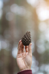 Woman hand holding dry Pine cone seed in the morning sunlight with Bokeh background