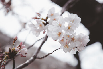 Sakura or Cherry Blossom or Japanese Cherry