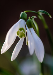 close-up macro picture of snowdrop flower in spring