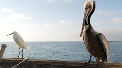 Pelican and white snowy egret, heron on wooden pier railings, Oceanside boardwalk, California USA. Ocean sea beach. Close up of coastal bird, seascape and blue sky. Funny animal behavior portrait.