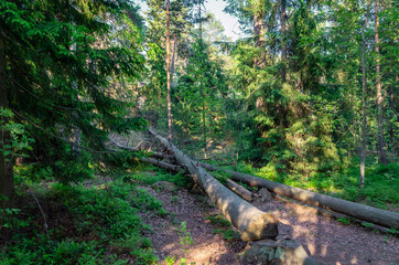 Fallen trees in forest