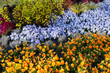 Blumenbeet im Frühling