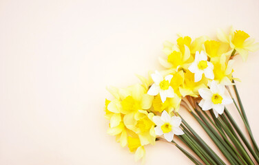 Narcissus bouquet flat lay banner. Mother's day greeting card. Copy space. Spring flowers