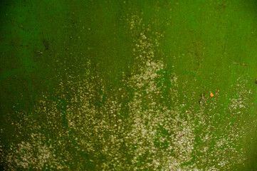 background metal surface with green old paint and fungal bloom