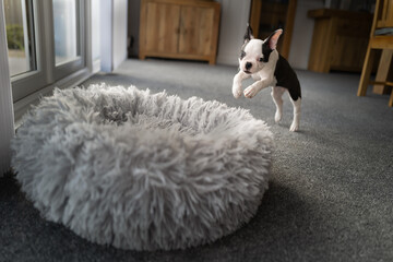 Boston Terrier puppy leaping, playing into a soft fluffy dog bed. She is indoor in a carpeted room.