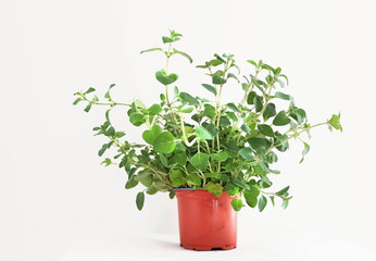 thyme  plant leaves green in a pot isolated