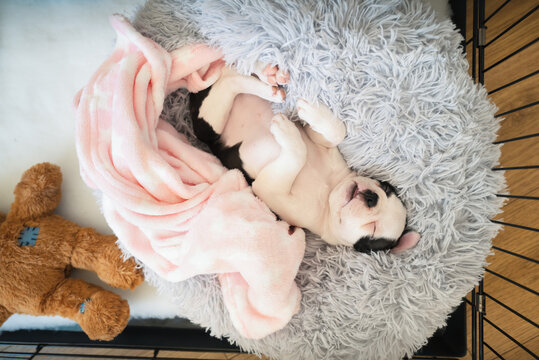 Adorable Boston Terrier puppy, lying on her back on a snuggle bed with a pink blanket and teddy bear next to her. She in safe in a crate pen. Seen from above looking down.