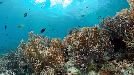 Naklejka na ściany i meble Underwater Scene Coral Reef. Tropical underwater sea fishes. Philippines.