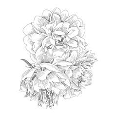 Bouquet of isolated peonies. Vector illustration