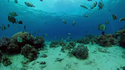 Naklejka na ściany i meble Tropical fishes and coral reef at diving. Beautiful underwater world with corals and fish.