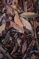 Brown dry leaves on the ground