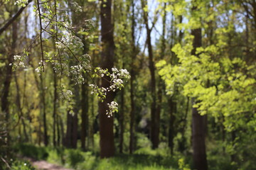Fototapeta premium BOSQUE DETALLE