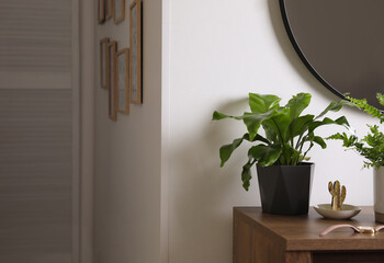 Beautiful potted ferns and accessories on wooden cabinet in hallway. Space for text