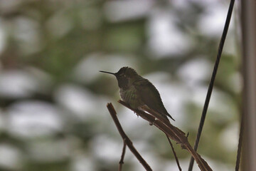 small hummingbird sitting up in a rhododendon in winter snow in shaddow