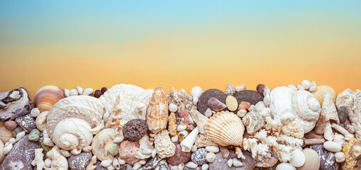 seashell on yellow and blue background