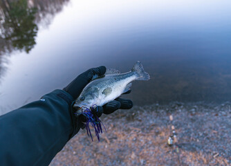 Holding early spring bass caught in fresh water lake
