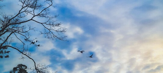 birds in the sky