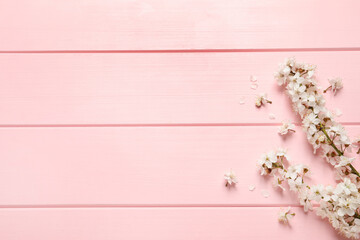 Cherry tree branches with beautiful blossoms on pink wooden table, flat lay. Space for text