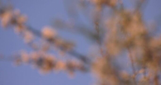 a twig with plum flowers illuminated by the rays of the setting sun