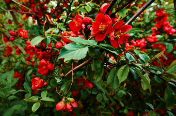 Red flowers on green bush - Powered by Adobe