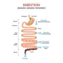 digestion from chyme to Feces. Human digestive system