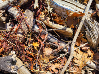 Nature background with leaves and driftwood.