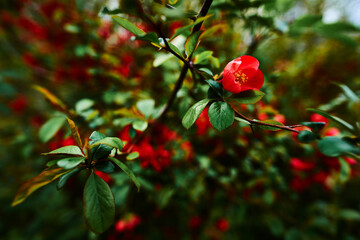 Red flowers on green bush